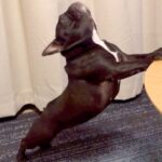 毎日ストレッチを欠かさない犬→まるで『ヨガの先生のような行動』に絶賛の声「生徒になれますか？」「美しい…レッスン希望です」と4万再生(ブログ)