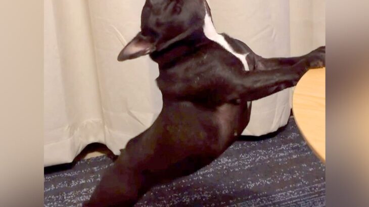 毎日ストレッチを欠かさない犬→まるで『ヨガの先生のような行動』に絶賛の声「生徒になれますか？」「美しい…レッスン希望です」と4万再生(ブログ)