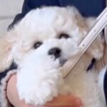 生後2ヵ月の『小型犬の赤ちゃん』をお迎え…約1年後→思わず驚く『ビッグに成長したビフォーアフター』に「デカいモフモフ」「可愛すぎる」の声(ブログ)