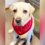 大型犬が出かけている隙に『大好きなぬいぐるみ』を洗濯→帰ってきたら…『切なすぎる行動』に「すぐ探してるの可愛い」「健気」と18万再生(ブログ)