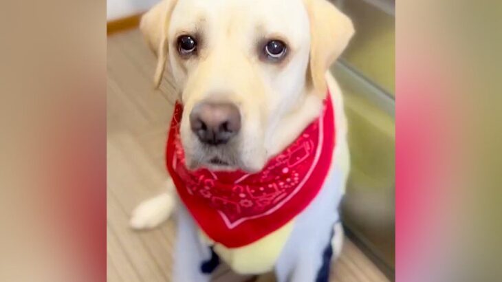 大型犬が出かけている隙に『大好きなぬいぐるみ』を洗濯→帰ってきたら…『切なすぎる行動』に「すぐ探してるの可愛い」「健気」と18万再生(ブログ)