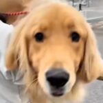 動物病院で診察を受ける大型犬→怖がるかと思いきや…予想とは違った『まさかの反応』が104万再生「無邪気すぎて可愛い」「助かるｗ」と絶賛(ブログ)
