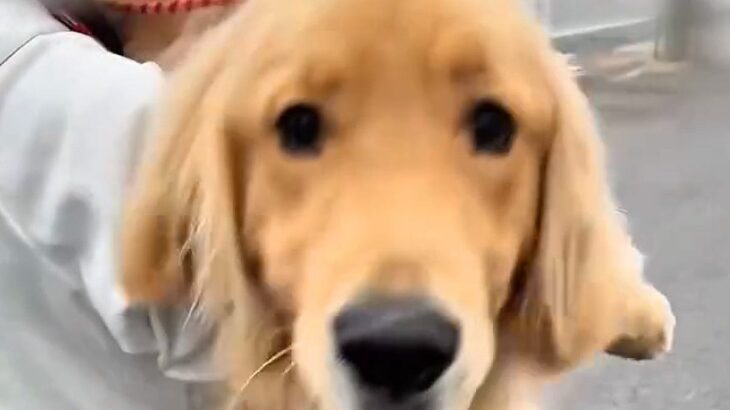 動物病院で診察を受ける大型犬→怖がるかと思いきや…予想とは違った『まさかの反応』が104万再生「無邪気すぎて可愛い」「助かるｗ」と絶賛(ブログ)