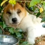 みかん畑で出会った野犬→家族になっても距離は縮まらず…涙が止まらない『一生を終えるまでの記録』が7万再生「幸せな犬生」「天国で見てる」(ブログ)