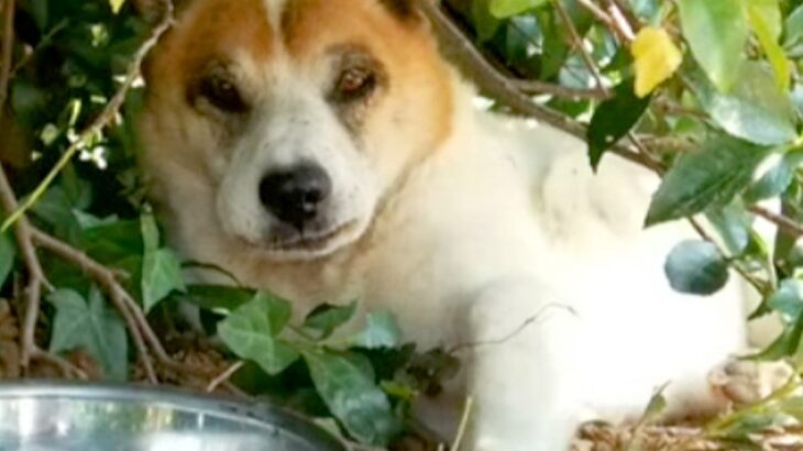 みかん畑で出会った野犬→家族になっても距離は縮まらず…涙が止まらない『一生を終えるまでの記録』が7万再生「幸せな犬生」「天国で見てる」(ブログ)