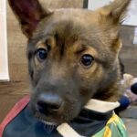 『自分が選んだと思っていたけど…』保護犬カフェで運命を出会い→涙が出るほど『尊い光景』に1万いいね集まる「運命」「僕のって顔」と絶賛の声(ブログ)