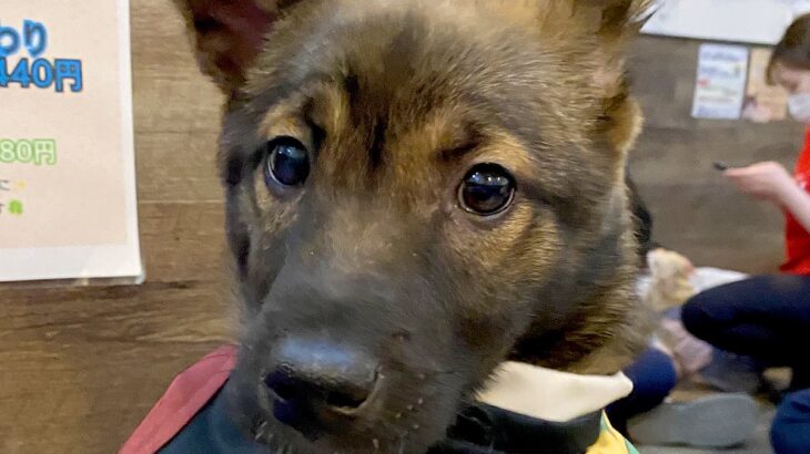 『自分が選んだと思っていたけど…』保護犬カフェで運命を出会い→涙が出るほど『尊い光景』に1万いいね集まる「運命」「僕のって顔」と絶賛の声(ブログ)