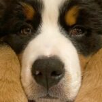 『ウサギが2羽いるのかと思った』超大型の子犬が”手を並べて伏せていた”結果…勘違いしてしまう光景に3万いいね「本当に見えるｗ」と絶賛(ブログ)