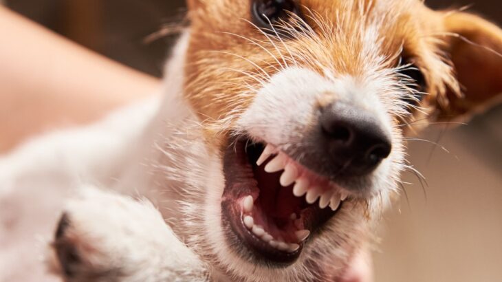 犬が『今は触ってほしくない』と思っている時のサイン4選　やるべきではないNG行為と取るべき対応とは(ブログ)