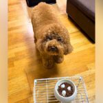 『よし』と言ってもご飯を食べない犬→なぜか『チョキチョキ』と言うと…まるでコントな『謎のこだわり』が69万再生「無理かわいいｗｗ」と爆笑(ブログ)
