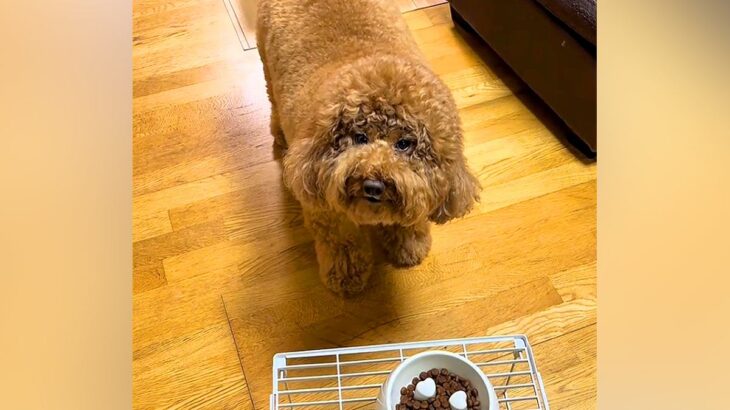 『よし』と言ってもご飯を食べない犬→なぜか『チョキチョキ』と言うと…まるでコントな『謎のこだわり』が69万再生「無理かわいいｗｗ」と爆笑(ブログ)