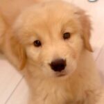体重3キロの『大型犬の赤ちゃん』→たった3ヶ月後…驚きを隠せない『衝撃的すぎる成長』が15万再生「巨大化すごい」「7倍ｗｗ」と絶賛(ブログ)