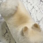 トリミングから帰ってきた犬→上から見てみると…ほわっほわな『食べ物にしか見えない光景』に4万いいね「美味しそうな焼き目」「可愛い」と絶賛(ブログ)