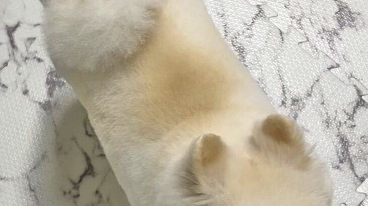 トリミングから帰ってきた犬→上から見てみると…ほわっほわな『食べ物にしか見えない光景』に4万いいね「美味しそうな焼き目」「可愛い」と絶賛(ブログ)
