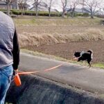 お父さんと散歩をする犬→想定以上に自由すぎて…『愛犬ファースト過ぎる光景』が微笑ましいと69万再生「電柱と抱き合うの草」「信頼ありきｗ」(ブログ)