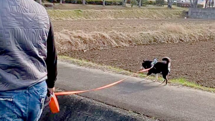 お父さんと散歩をする犬→想定以上に自由すぎて…『愛犬ファースト過ぎる光景』が微笑ましいと69万再生「電柱と抱き合うの草」「信頼ありきｗ」(ブログ)