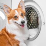 犬の『ベッド』NGな洗濯方法5選　どれくらいの頻度で洗えばいいの？清潔に保つためのポイントまで(ブログ)