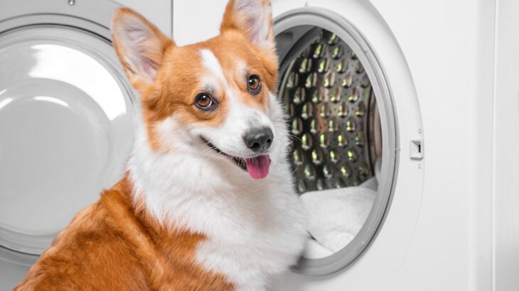 犬の『ベッド』NGな洗濯方法5選　どれくらいの頻度で洗えばいいの？清潔に保つためのポイントまで(ブログ)