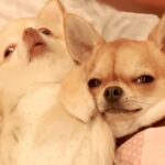 一緒に寝られて嬉しそうな２匹の犬→次の瞬間…嘘のような『態度の激変っぷり』が13万再生「急に暑くなったのかな」「シュール過ぎてｗ」と爆笑(ブログ)