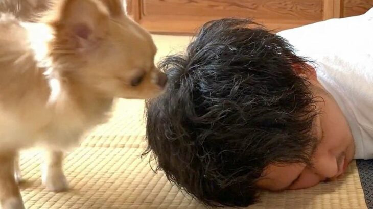 『死んだフリをしてみたら』想像以上に犬が心配してくれて…感動的な光景と『予想外の起こし方』に「愛感じる」「ウルっとしたけど笑った」の声(ブログ)