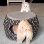 犬と猫のお留守番を隠し撮りした結果→予想外だった様子と『尊すぎるお出迎え』が29万再生「楽しそうなお留守番ｗ」「最高のコンビ」と反響(ブログ)