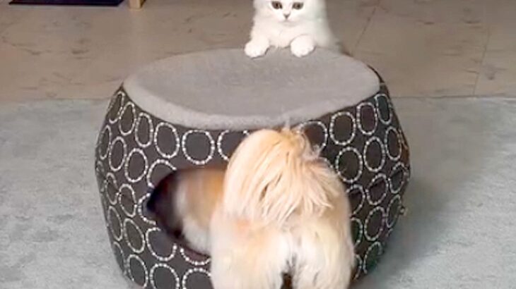 犬と猫のお留守番を隠し撮りした結果→予想外だった様子と『尊すぎるお出迎え』が29万再生「楽しそうなお留守番ｗ」「最高のコンビ」と反響(ブログ)
