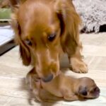 『なんだろ、泣ける…』赤ちゃん犬が鳴き声をあげると、ママ犬が迎えに来て…『母性にあふれた行動』が155万再生「優しい」「すごい」の声(ブログ)