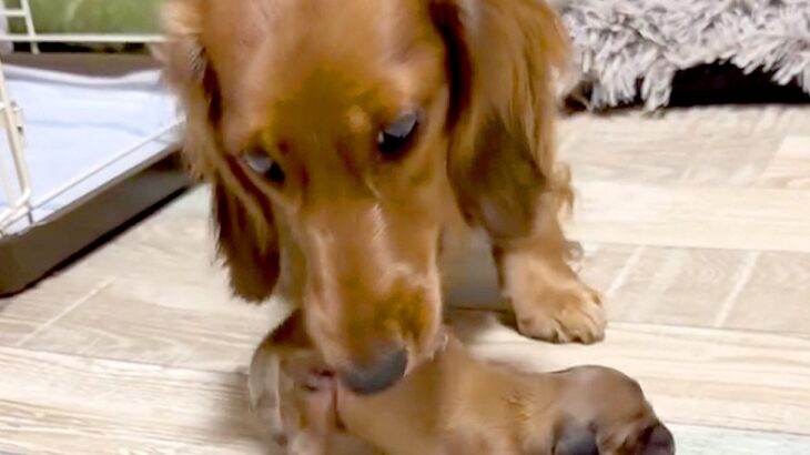 『なんだろ、泣ける…』赤ちゃん犬が鳴き声をあげると、ママ犬が迎えに来て…『母性にあふれた行動』が155万再生「優しい」「すごい」の声(ブログ)