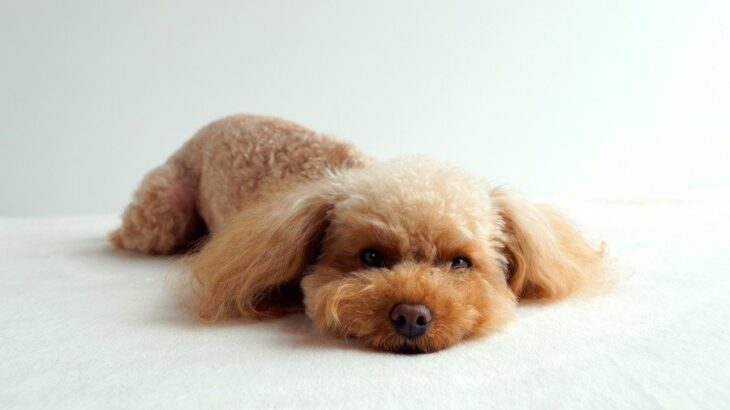 犬の慢性腸症とは？原因や主な症状、治療法まで獣医師がわかりやすく解説(ブログ)