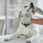 犬の胆嚢疾患｜「胆泥症」と「胆嚢粘液嚢腫」の病気の違いや原因、治療法まで【獣医が解説】(ブログ)