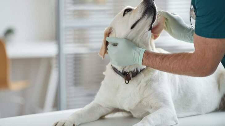 犬の胆嚢疾患｜「胆泥症」と「胆嚢粘液嚢腫」の病気の違いや原因、治療法まで【獣医が解説】(ブログ)