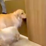 ドアを開けられるようになった大型犬→『閉めて』を教えた結果…まるで小さい子供のような行動が154万再生「すごい賢い」「ドヤ顔可愛いｗ」(ブログ)