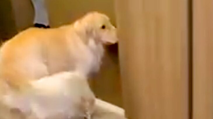 ドアを開けられるようになった大型犬→『閉めて』を教えた結果…まるで小さい子供のような行動が154万再生「すごい賢い」「ドヤ顔可愛いｗ」(ブログ)