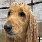 ロングヘアがうねうねになっている犬→お風呂でシャンプーした結果…『まるでCMのようなビフォーアフター』に「男前になった」「きれい！」(ブログ)