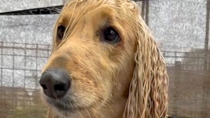 ロングヘアがうねうねになっている犬→お風呂でシャンプーした結果…『まるでCMのようなビフォーアフター』に「男前になった」「きれい！」(ブログ)