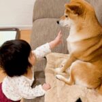 赤ちゃんがくつろいでいる犬に『構ってアピール』した結果…まさかの『オトナな神対応』が82万再生「ほんとお姉ちゃん」「癒される」と絶賛(ブログ)