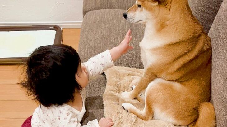 赤ちゃんがくつろいでいる犬に『構ってアピール』した結果…まさかの『オトナな神対応』が82万再生「ほんとお姉ちゃん」「癒される」と絶賛(ブログ)