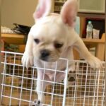 ケージから軽々と脱走してしまう赤ちゃん犬…５年後→家族が決断した『まさかの光景』が170万再生「運動神経よすぎて草」「全米が泣いた」(ブログ)
