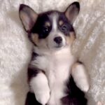 クッションに乗る生後３ヶ月の赤ちゃん犬→たった５ヶ月後…驚きが隠せない『見事な成長っぷり』に「幸せな大きさ」「どっちも可愛い」の声(ブログ)
