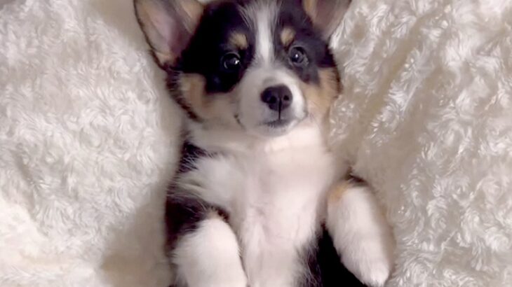 クッションに乗る生後３ヶ月の赤ちゃん犬→たった５ヶ月後…驚きが隠せない『見事な成長っぷり』に「幸せな大きさ」「どっちも可愛い」の声(ブログ)