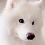 業者さんが家に来たら、大型犬が『猛アピール』をして…思わず笑ってしまう『微笑ましい光景』が128万再生「当分帰れないｗ」「羨ましい」(ブログ)
