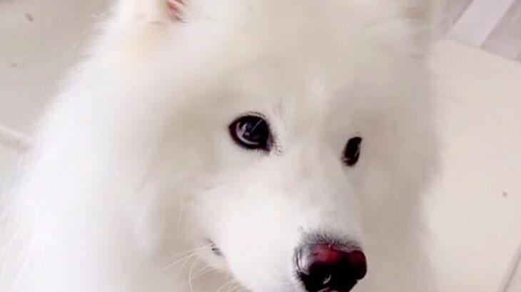 業者さんが家に来たら、大型犬が『猛アピール』をして…思わず笑ってしまう『微笑ましい光景』が128万再生「当分帰れないｗ」「羨ましい」(ブログ)