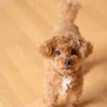 愛犬が飼い主に『つきまとう』心理4つ　後ろから離れない理由から注意すべきことまで(ブログ)