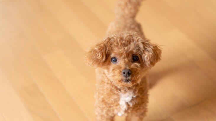 愛犬が飼い主に『つきまとう』心理4つ　後ろから離れない理由から注意すべきことまで(ブログ)