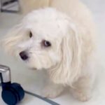 犬に突然『バーン』と言ってみた結果→思った以上に『あざとすぎる反応』が15万再生「可愛すぎてやられた」「仕草がたまらん」と悶絶の声続々(ブログ)