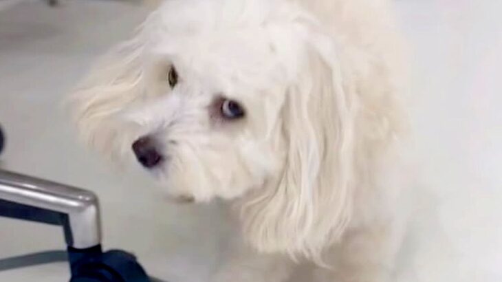 犬に突然『バーン』と言ってみた結果→思った以上に『あざとすぎる反応』が15万再生「可愛すぎてやられた」「仕草がたまらん」と悶絶の声続々(ブログ)