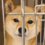 4歳の繁殖引退犬を引き取った結果→初日はとても不安そうだったのに…わずか5日後に見せた『想定外な光景』に「大物感ｗ」「幸せそう」と絶賛(ブログ)