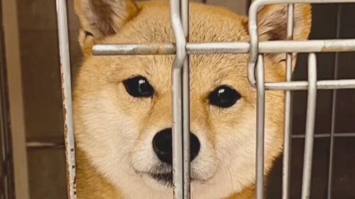 4歳の繁殖引退犬を引き取った結果→初日はとても不安そうだったのに…わずか5日後に見せた『想定外な光景』に「大物感ｗ」「幸せそう」と絶賛(ブログ)