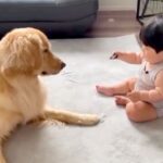 やんちゃな性格の大型犬が赤ちゃんに接近→危ないと思ったら…まさかの『意外すぎる行動』に「お兄ちゃんの表情」「笑顔になれる」と絶賛の声(ブログ)