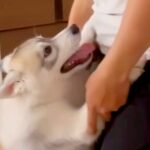 お兄ちゃんのことが大好きなハスキーの子犬→約1年後…微笑ましすぎる『大きな赤ちゃんのような光景』が2万再生「愛は変わらない」と絶賛(ブログ)